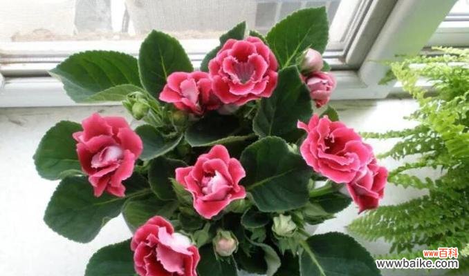 大岩桐花的风水寓意是什么？如何正确摆放以招财纳福？