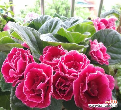 大岩桐花的风水寓意是什么？如何正确摆放以招财纳福？