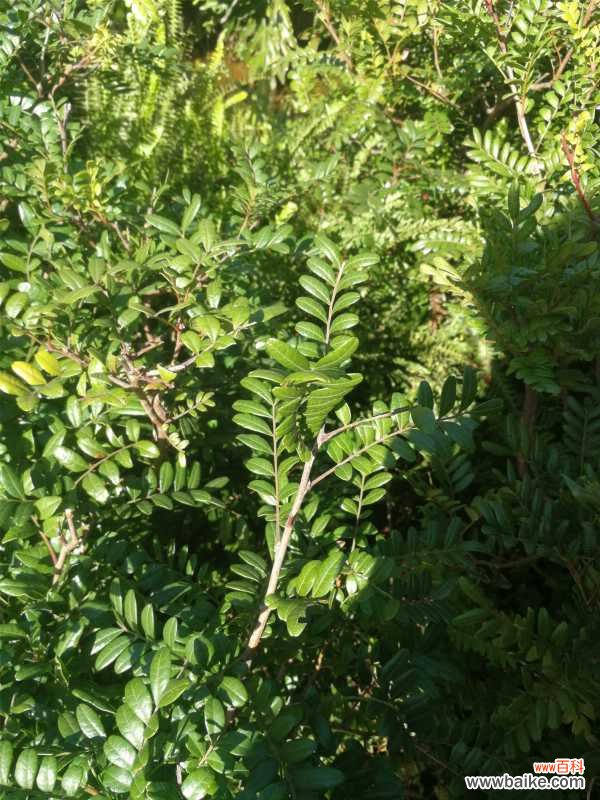 清香木掉叶子怎么办