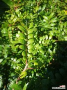 清香木掉叶子怎么办