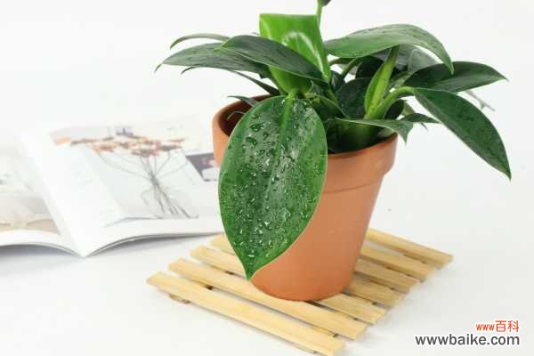 金钻叶子腐烂是怎么回事