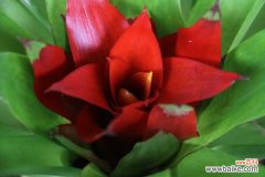 鸿运当头花烂了怎么办