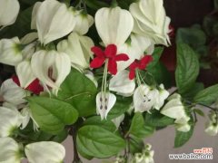 龙吐珠叶子发蔫怎么办