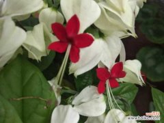 龙吐珠掉叶子怎么办