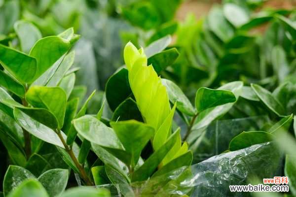 金钱树叶子发黑怎么办