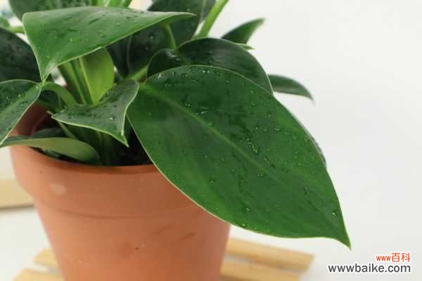 金钻叶子发黑怎么办