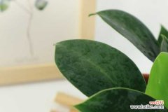 金钻叶子发黑怎么办