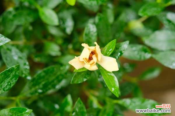 栀子花叶子打卷怎么办