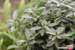 栀子花叶子打卷怎么办