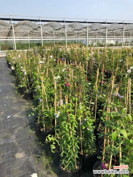 铁线莲叶子发卷怎么办