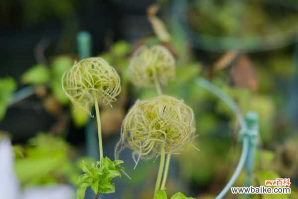 铁线莲叶子发卷怎么办