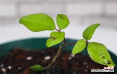 铁线莲杆发黑怎么办