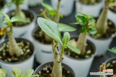 沙漠玫瑰根软了怎么办