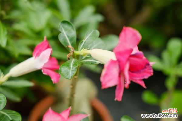 沙漠玫瑰肚子软怎么办