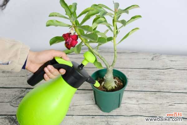 沙漠玫瑰肚子软怎么办