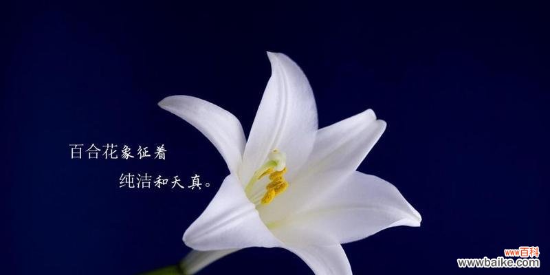 探索花语背后的故事与意义 百合花语的含义