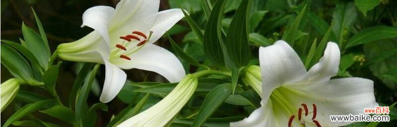 探索花语背后的故事与意义 百合花语的含义