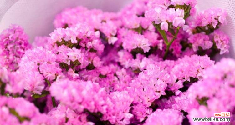 从颜色看勿忘我,你知道吗? 勿忘我花语大揭秘