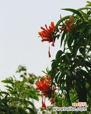 揭开炮仗花的花语秘密 炮仗花的喜庆象征