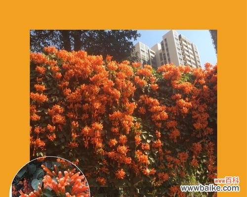 揭开炮仗花的花语秘密 炮仗花的喜庆象征