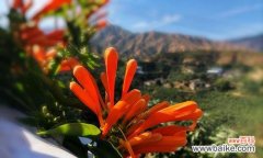 揭开炮仗花的花语秘密 炮仗花的喜庆象征