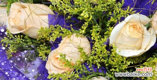 用花言著意,传递情感 19朵香槟玫瑰的花语