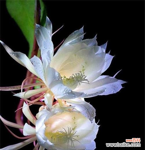 揭秘花语,带你领略花海中的忧伤 浪漫代表——忧伤的花