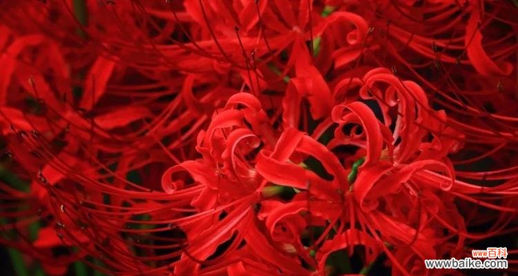 揭秘花语,带你领略花海中的忧伤 浪漫代表——忧伤的花