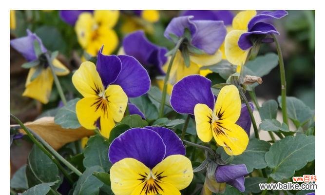 探秘三色堇的神话传说和寓意 三色堇的花语和传说