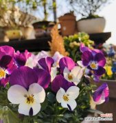 探秘三色堇的神话传说和寓意 三色堇的花语和传说