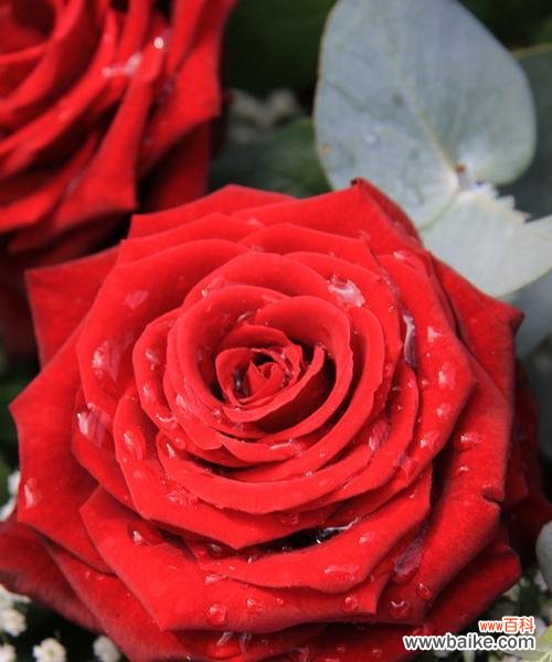 花语传情，红玫瑰代表什么？ 一朵红玫瑰的象征意义