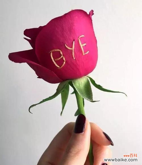 花语传情，红玫瑰代表什么？ 一朵红玫瑰的象征意义