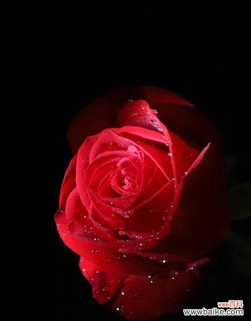 花语传情，红玫瑰代表什么？ 一朵红玫瑰的象征意义