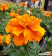 探究万寿菊的涵义，了解它的美丽与意义 解读万寿菊的花语