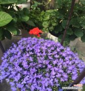 揭秘紫色满天星的花语内涵，让你更懂花语 紫色满天星的花语