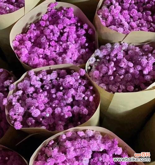 揭秘紫色满天星的花语内涵,让你更懂花语 紫色满天星的花语