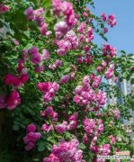 传递浪漫与热情的花语之语 红蔷薇花语