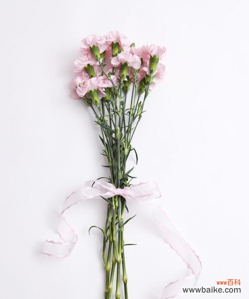 探究康乃馨所代表的不同寓意与象征意义 康乃馨花语与寓意