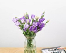 探索花语的世界，感受洋桔梗的多彩生命 不同颜色洋桔梗的花语