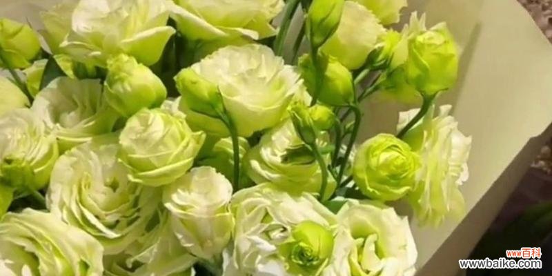 探索花语的世界,感受洋桔梗的多彩生命 不同颜色洋桔梗的花语