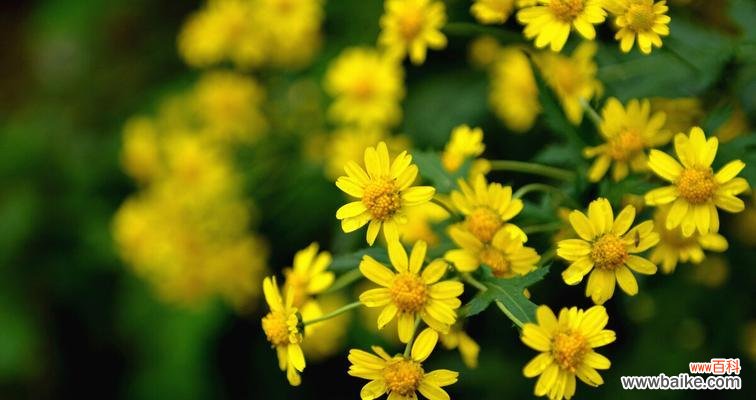 揭示人生中的希望与坚持——野菊花的美丽秘密 野菊花花语的寓意与象征