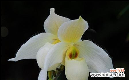 揭开洋兰花的寓意 洋兰花