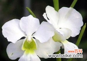 揭开洋兰花的寓意 洋兰花