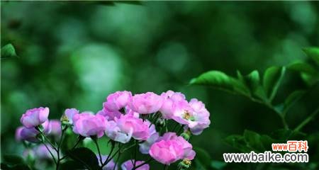 探索野蔷薇背后的美丽寓意 野蔷薇的花语与代表意义