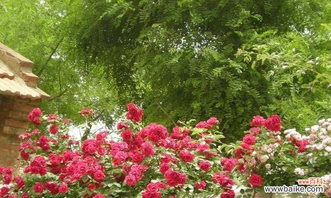 探寻野蔷薇花所代表的神秘力量 野蔷薇的花语与意义