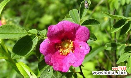 探寻野蔷薇花所代表的神秘力量 野蔷薇的花语与意义