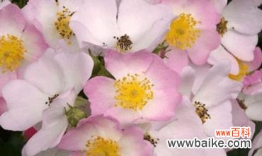 探寻野蔷薇花所代表的神秘力量 野蔷薇的花语与意义