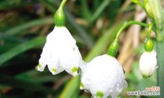 美丽而神秘的夜来香 夜来香花语的传说