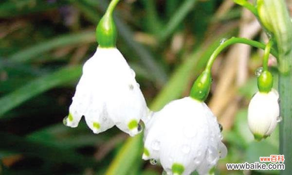 美丽而神秘的夜来香 夜来香花语的传说