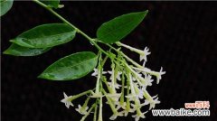 探寻以夜来香的花语之美 以夜来香的花语与意义